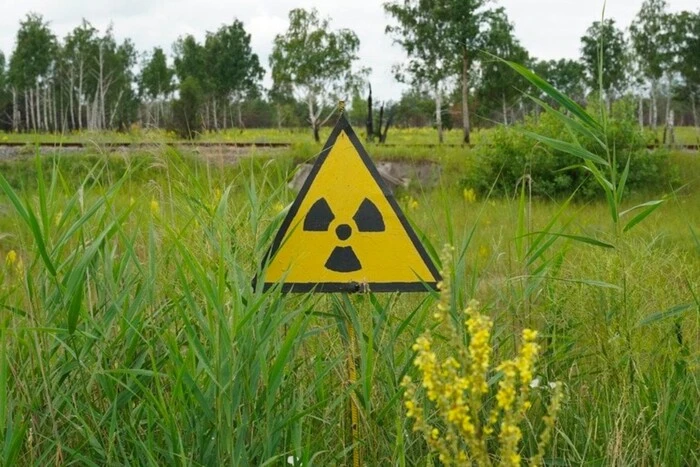 In der Tschernobyl-Zone leben einzigartige Kühe