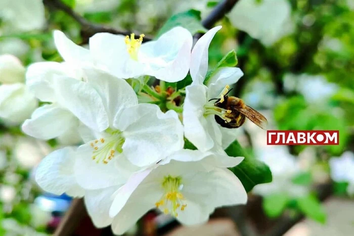 W Ukrainie pochmurno: prognoza pogody na 6 maja