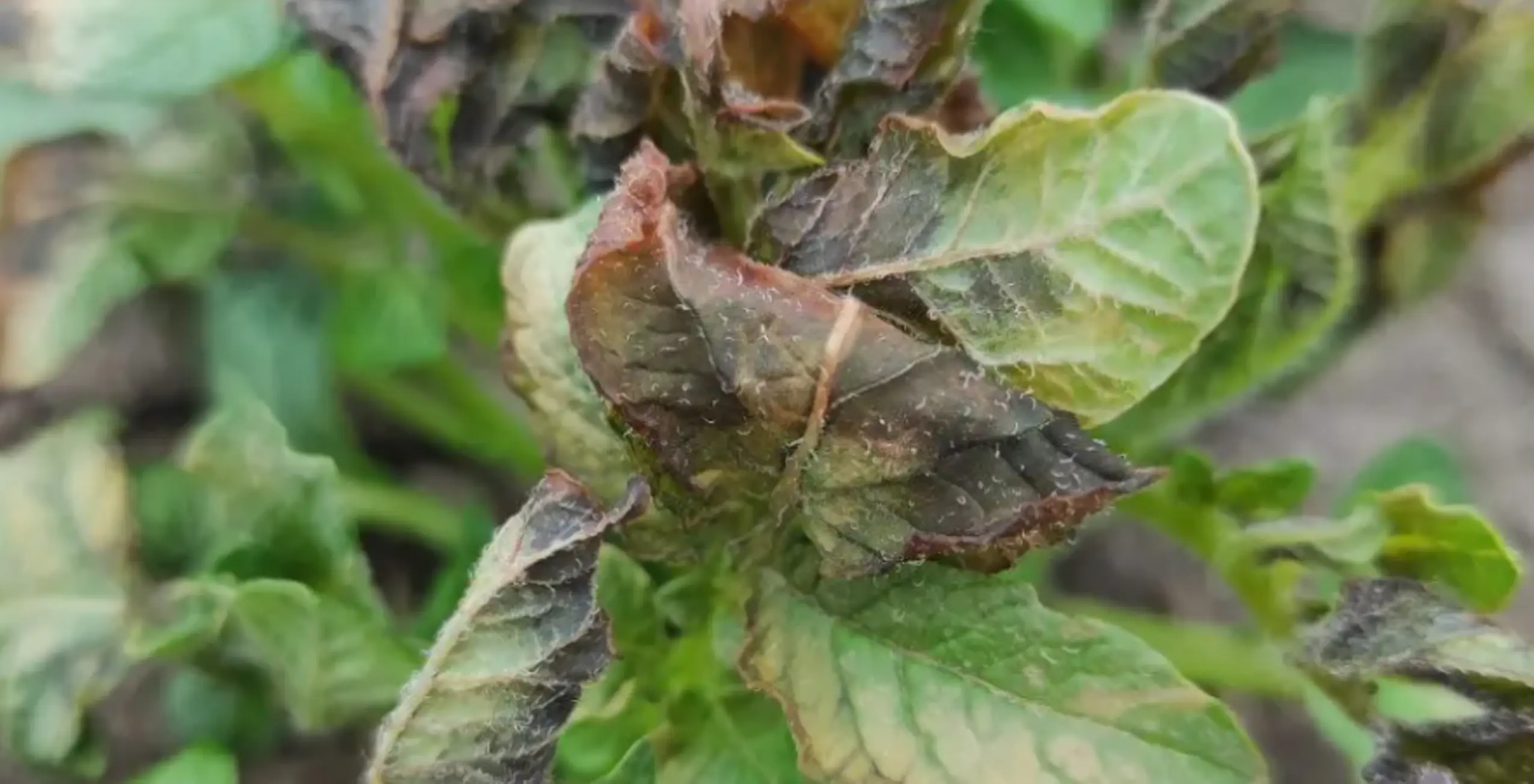 What will the weather be like in June? The meteorologist suggested a new danger for farmers
