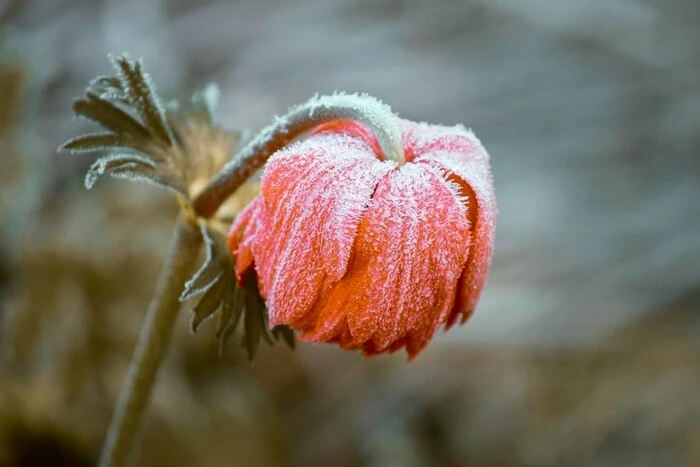 May 2025 may become the coldest in Ukraine's history