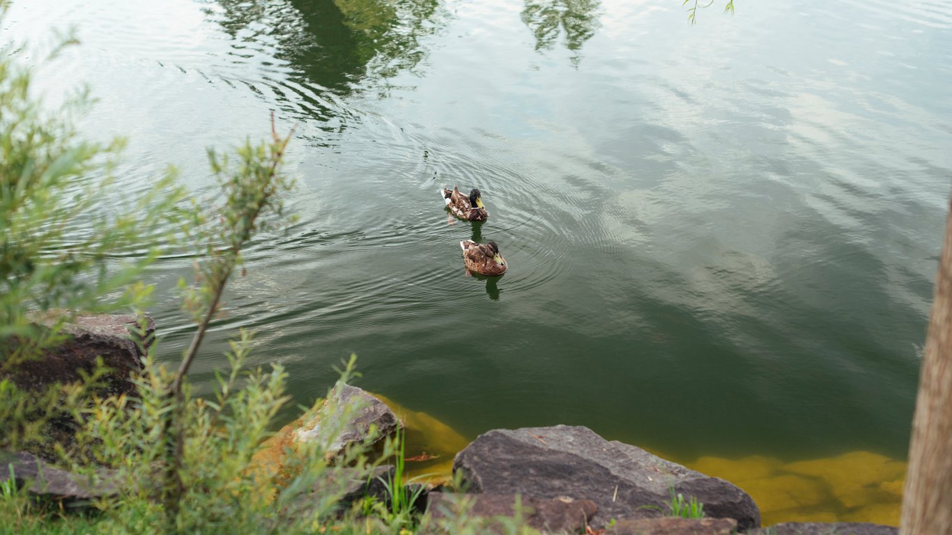 Angeln und Erholung – wie viel kostet es, einen Teich zu mieten