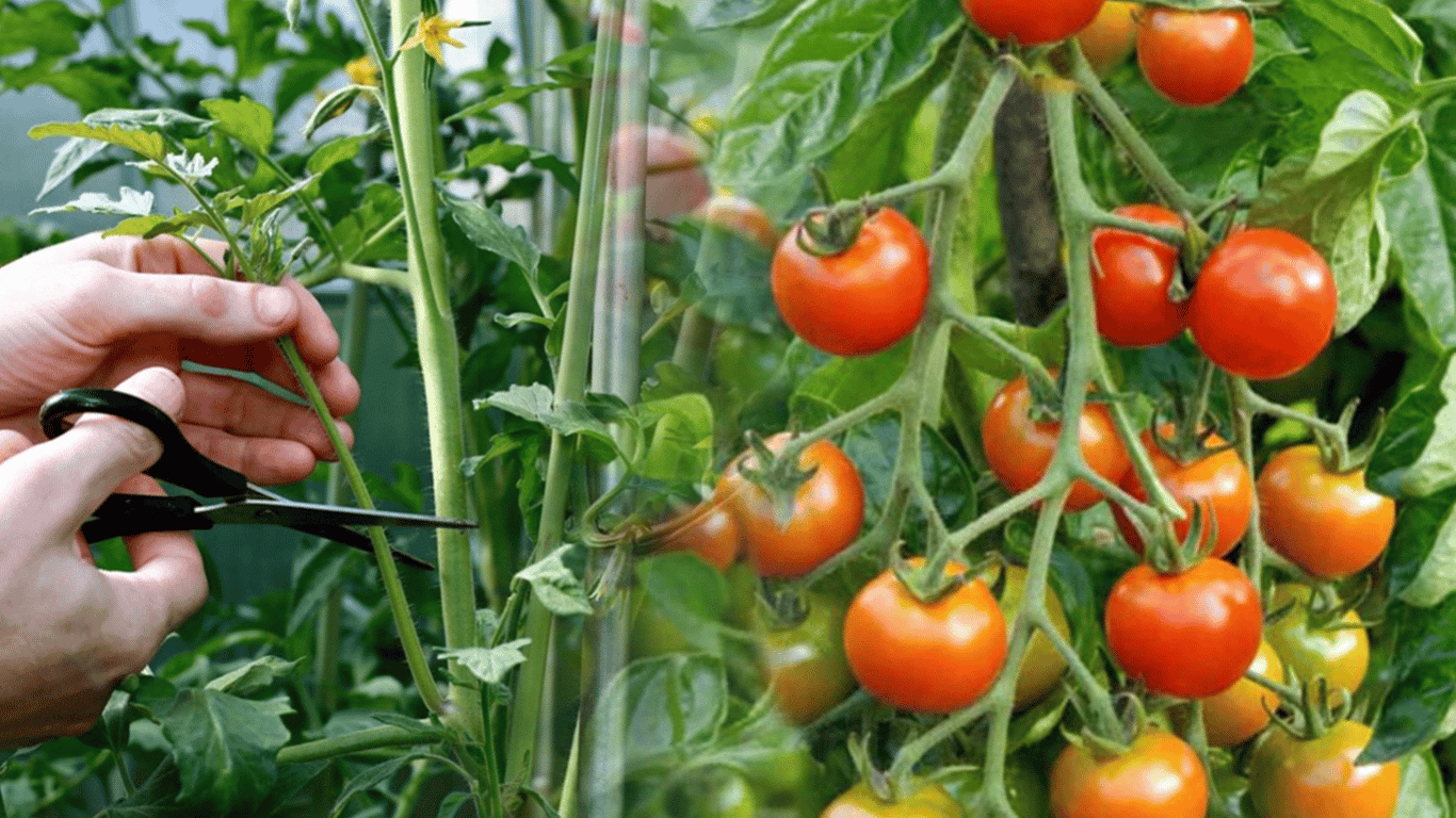 Shaping Tomato Bushes - How Not to Lose the Harvest