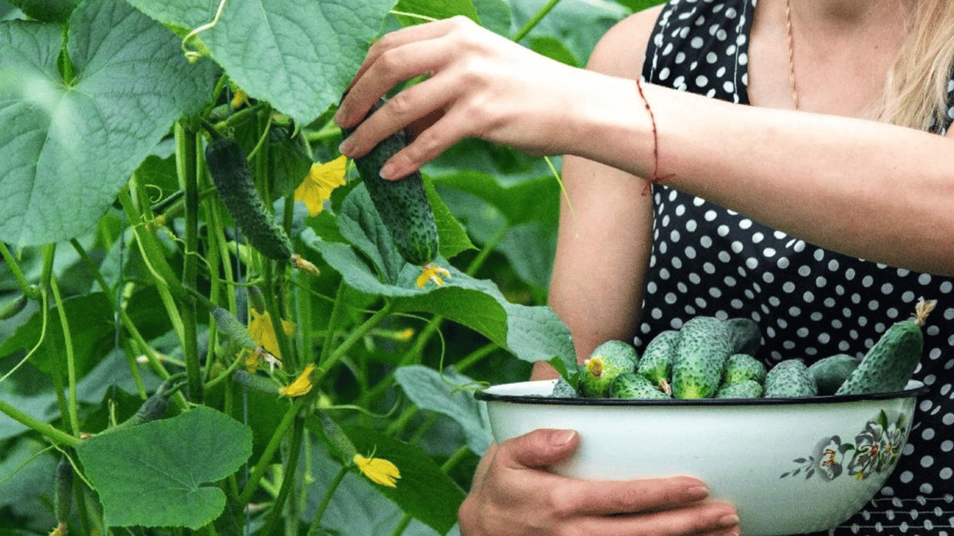 Najlepsze odmiany ogórków w Ukrainie, które można uprawiać w czasie upałów
