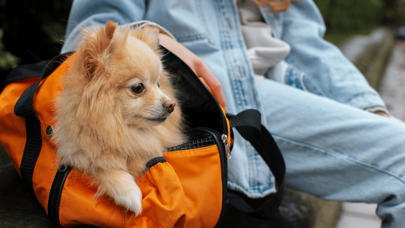 Traveling with animals - necessary documents for leaving Ukraine