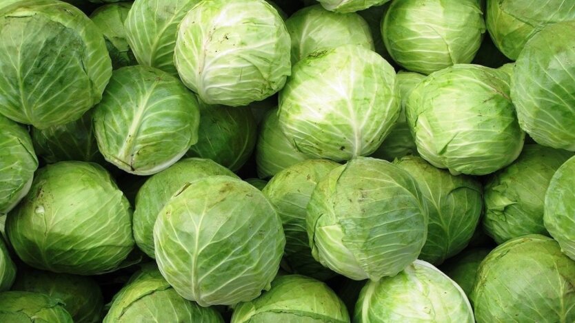 Young vegetables have started to get cheaper: how prices for cabbage, onions, and cucumbers changed at the end of spring